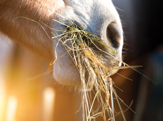 Horse eating grass