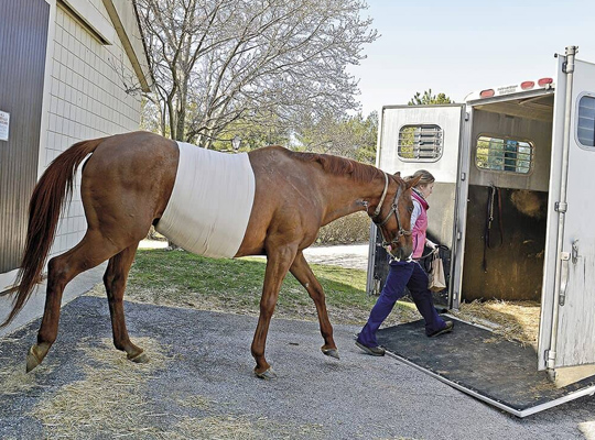 Fight Equine Colic