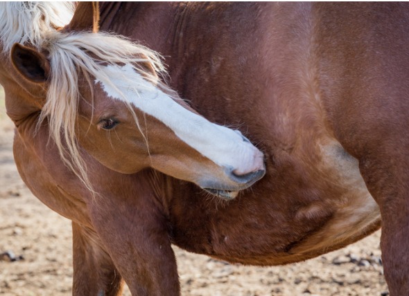 A stable grazer can help fight equine colic