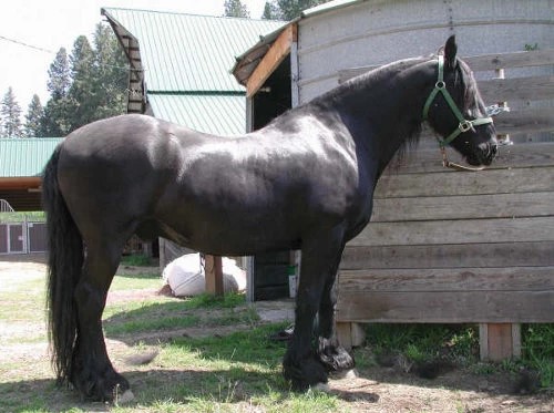 Strong black horse 